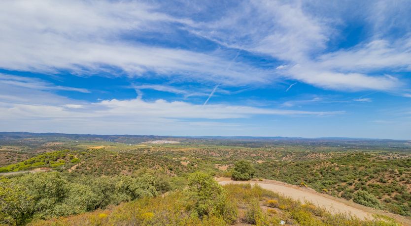 Photo of Olive Echoes