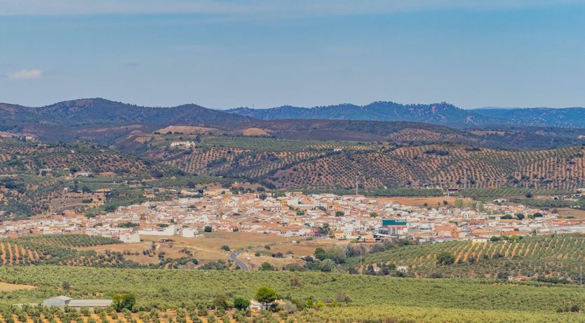 Photo of Olive Echoes