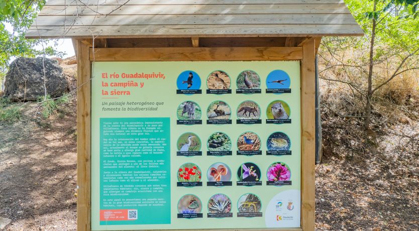 Photo of Olive Echoes