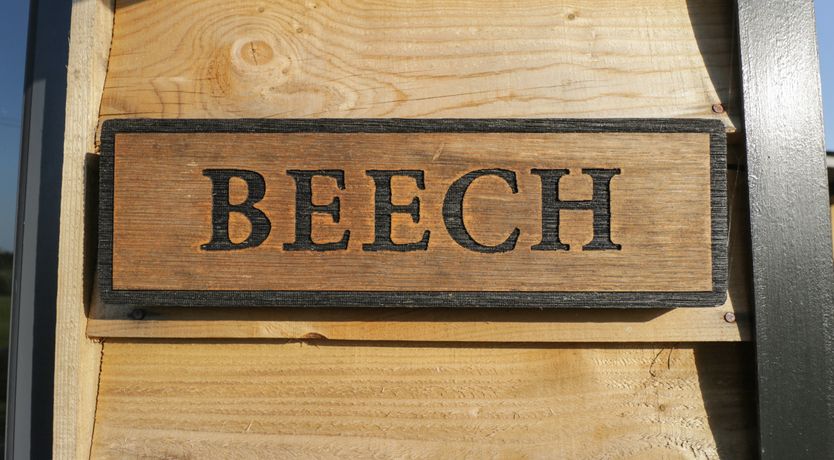 Photo of Beech