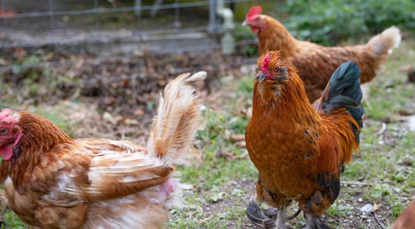 Photo of Winsford Cottage, Wheddon Cross