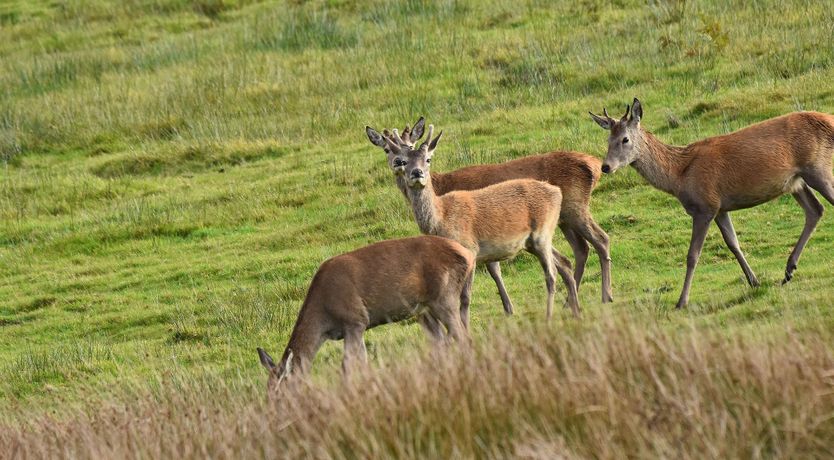Photo of Winsford Cottage, Wheddon Cross