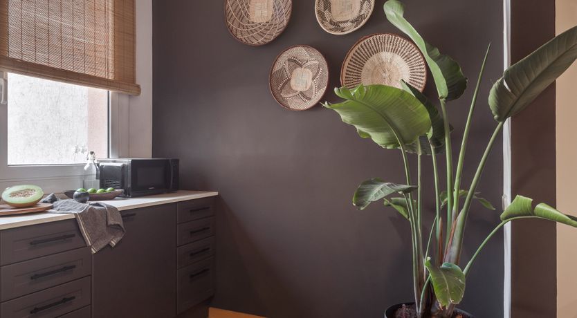 Photo of Catalan Jungle