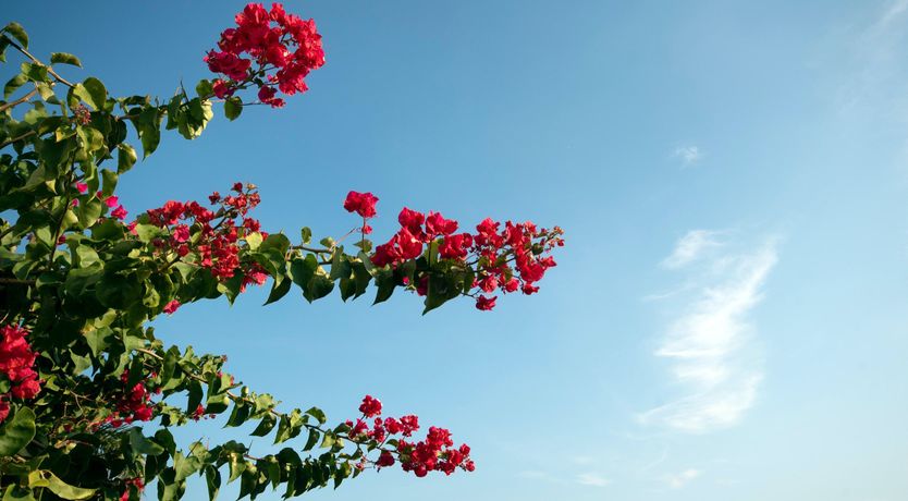 Photo of The Sun Will Shine