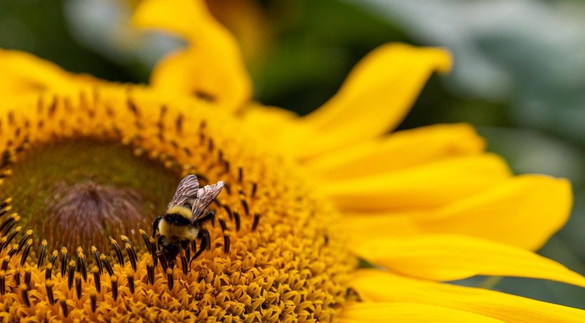 Photo of The Vine's Path
