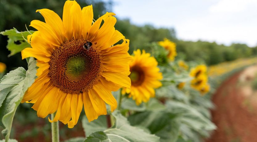 Photo of The Vine's Path