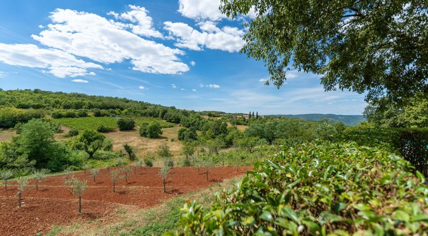 Photo of The Vine's Path