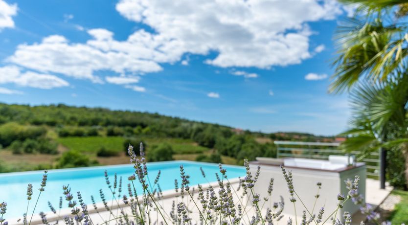 Photo of The Vine's Path