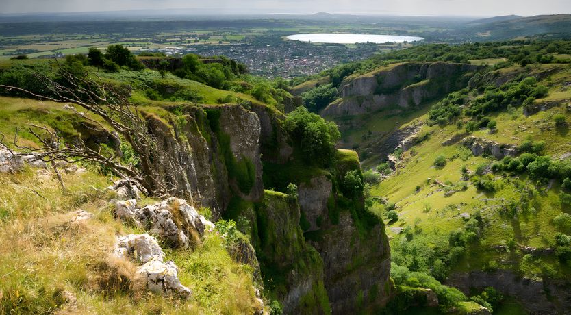 Photo of The Golden Oleander
