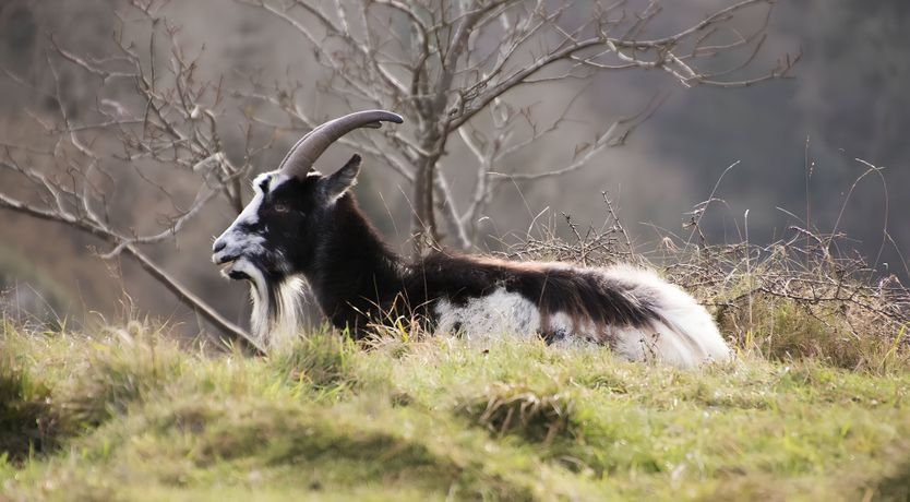Photo of The Golden Oleander
