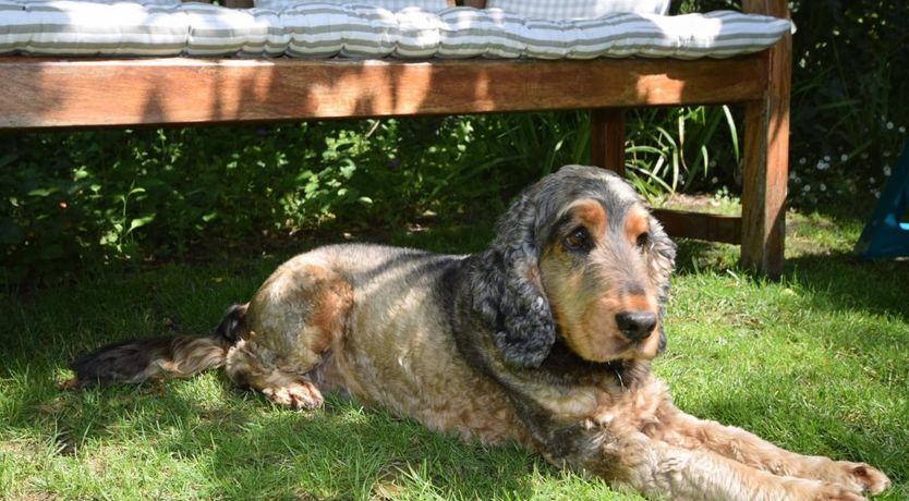 Photo of 4 Bed in Appledore