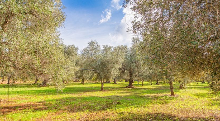 Photo of The Olive Groves