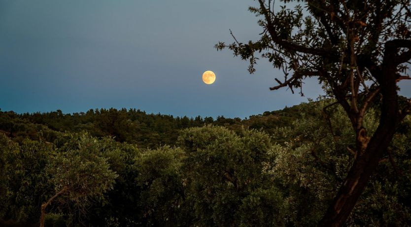 Photo of The Water Dragon