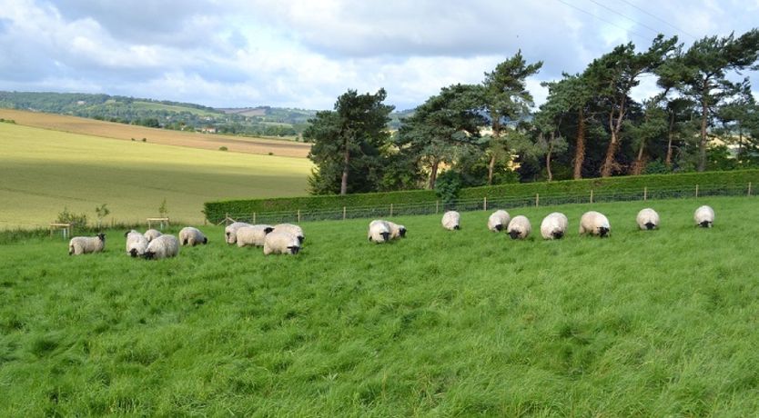 Photo of The Midsummer Song