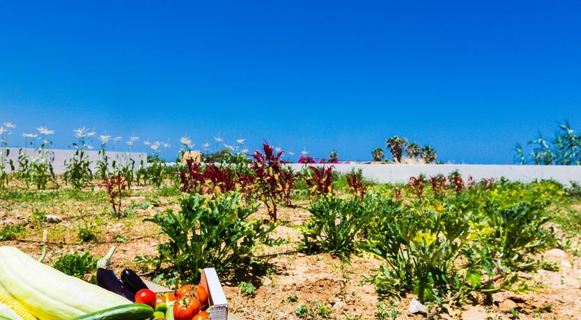 Photo of Two Dolphins