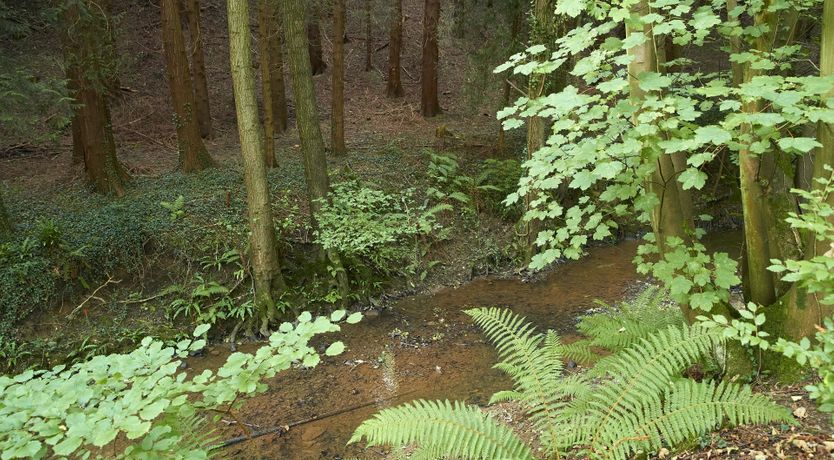 Photo of Barn Owl's Hideaway