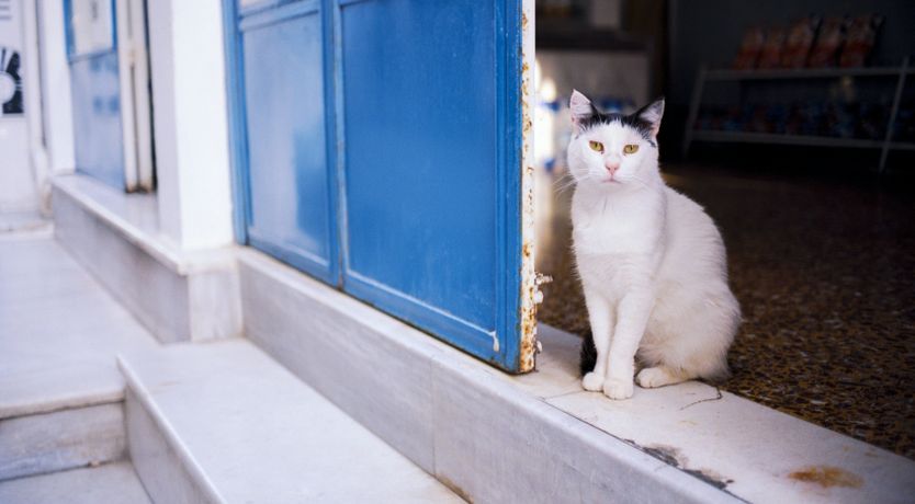 Photo of The Blissful Escape