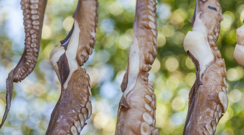 Photo of The Blissful Escape