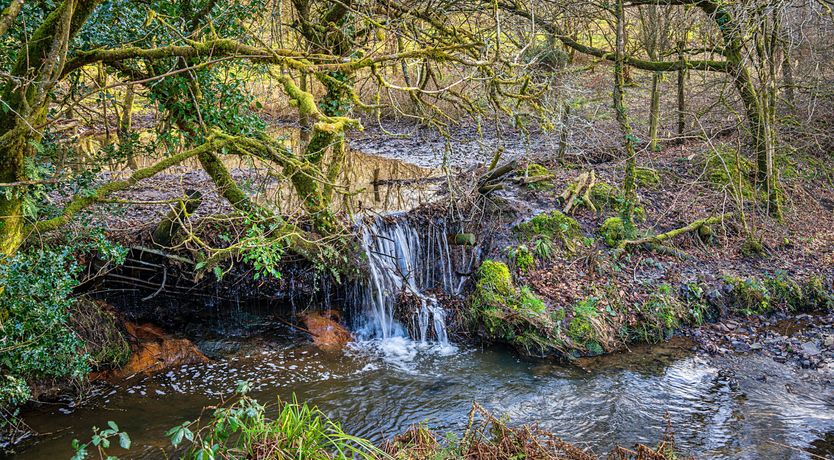 Photo of Shepherd's Serenity
