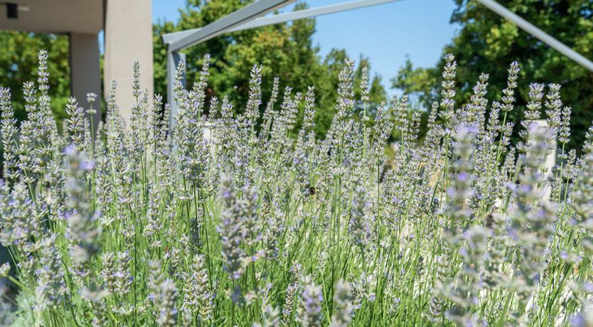 Photo of Hope in the Hills