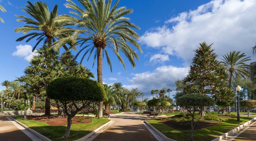 Photo of Shades of Palm