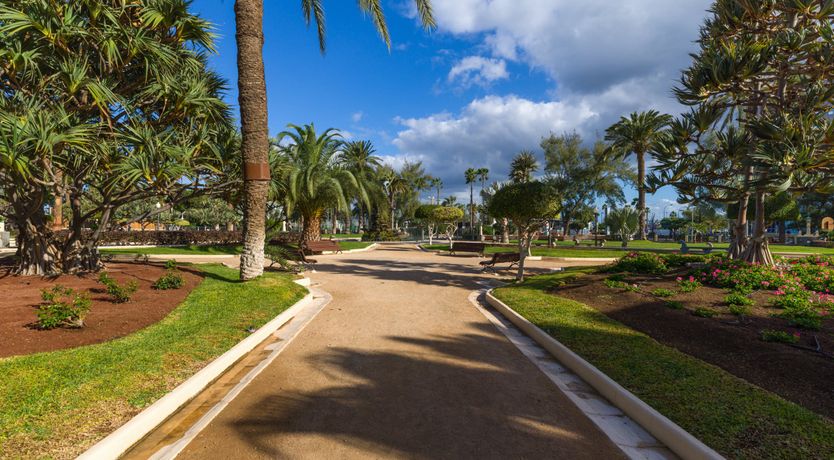 Photo of Shades of Palm