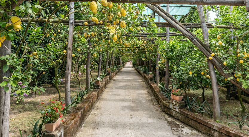 Photo of Sweet Lemon Grove