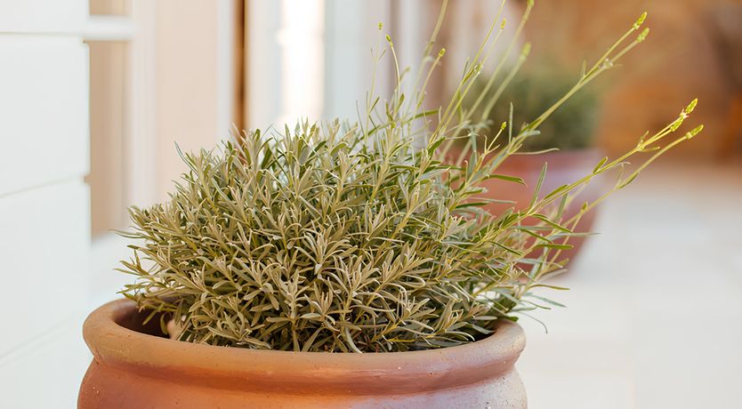 Photo of Hero of the Lake