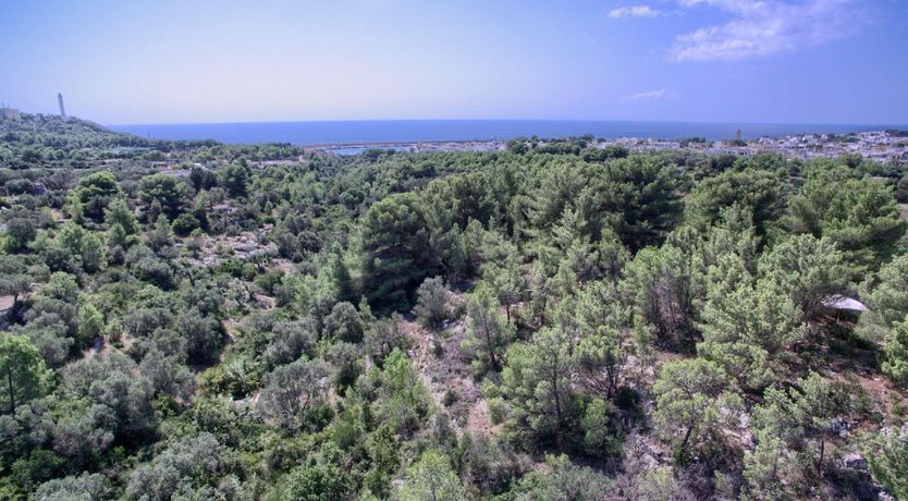 Photo of Olive Grove Haven