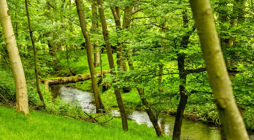 Photo of The Secret Mill