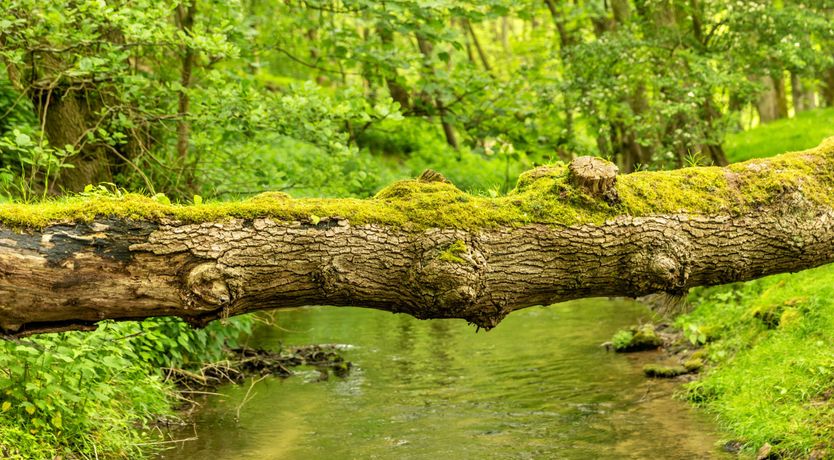 Photo of The Secret Mill