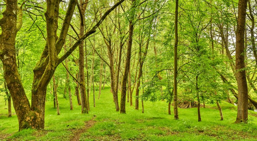 Photo of The Secret Mill