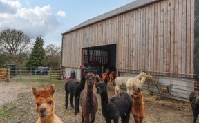 Photo of Colomendy Alpaca Farm - Coach House