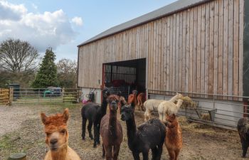 Colomendy Alpaca Farm - Coach House Holiday Cottage