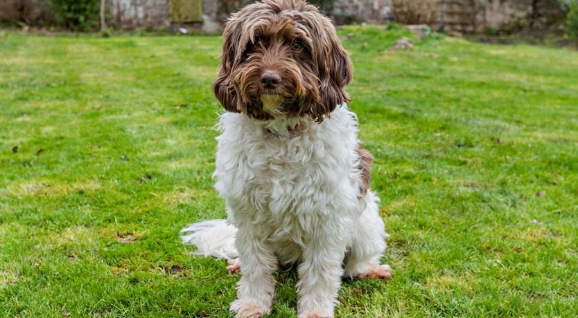 Photo of 4 Bed in Torquay