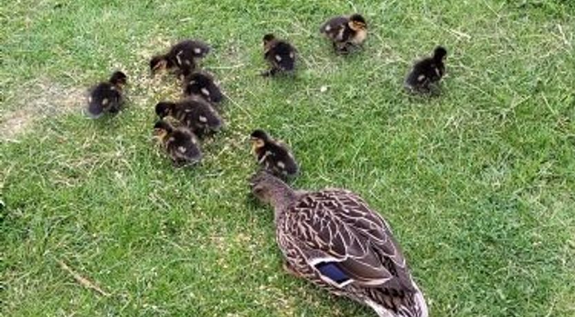 Photo of Low Lake Lodge