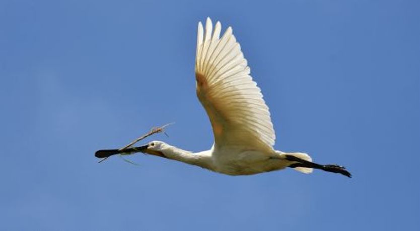 Photo of Spoonbill Cottage