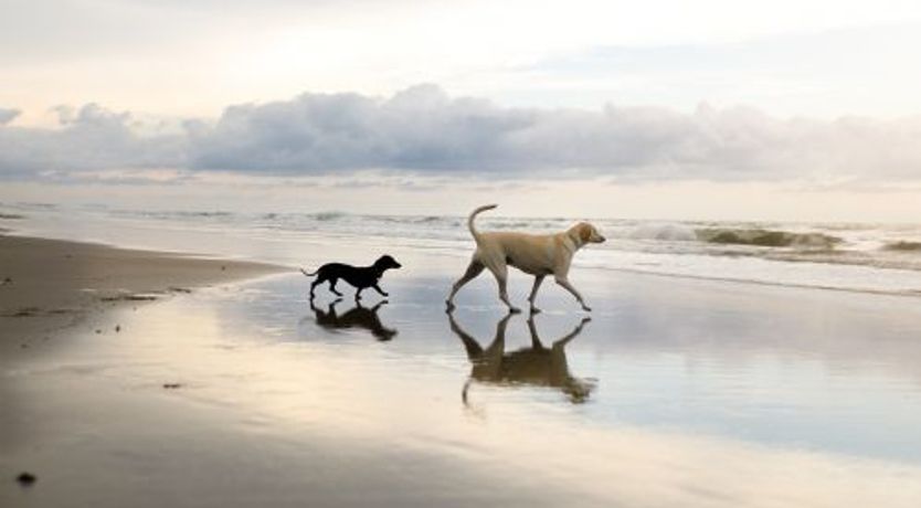 Photo of Spoonbill Cottage