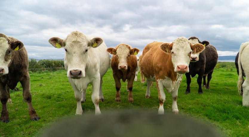 Photo of Sligo Sea Barn