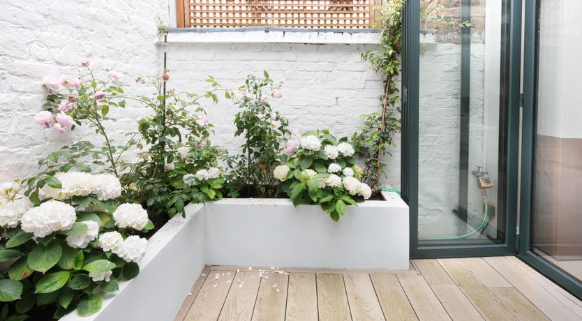 Photo of Sunny in Chelsea