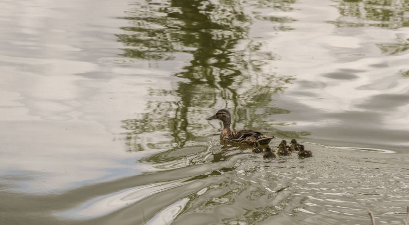 Photo of Horseshoe Cottage