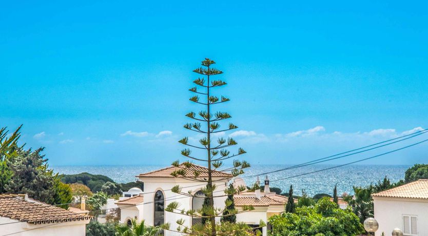 Photo of Palm Trees & Turquoise Seas