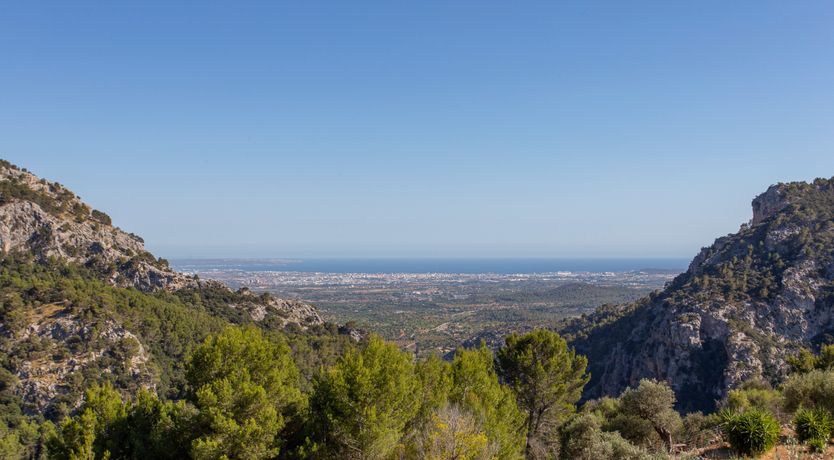 Photo of Palma Olive