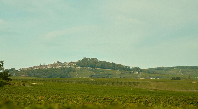 Photo of Sauvignon Vines