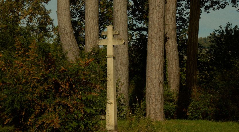 Photo of Sauvignon Vines