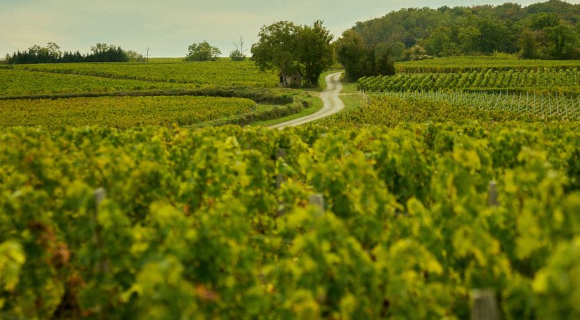 Photo of Sauvignon Vines