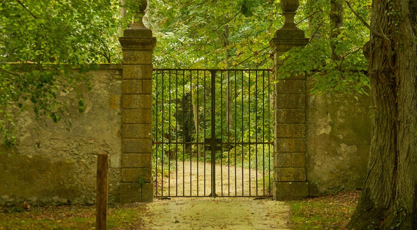 Photo of Sauvignon Vines