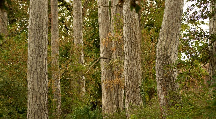 Photo of Sauvignon Vines