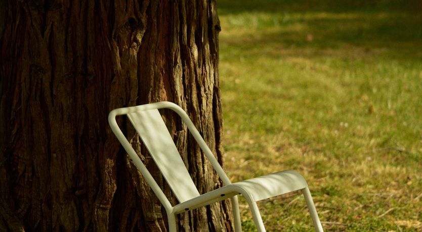 Photo of Sauvignon Vines