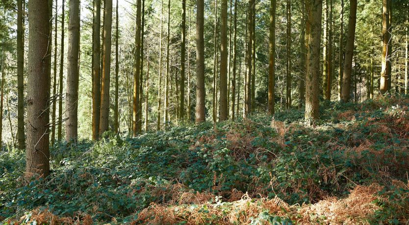 Photo of The Nature's Path